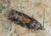 Epinotia nisella
